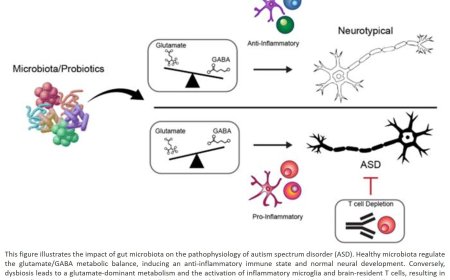 Gut–immune–brain axis modulation of autism using precision-selected probiotics