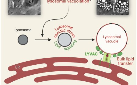 How lysosome deals with stress