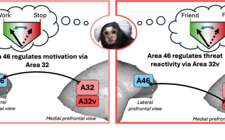 Brain area 46 is at the center of a network for emotion regulation in marmosets