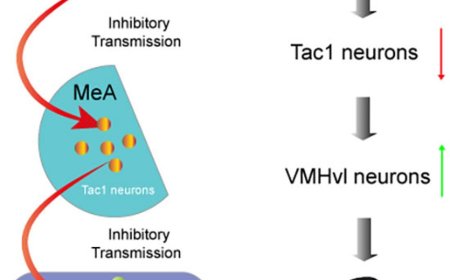 A neural circuit mediating anxiety-like behaviors