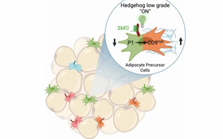 BBS8-dependent ciliary Hedgehog signaling governs cell fate in the white adipose tissue