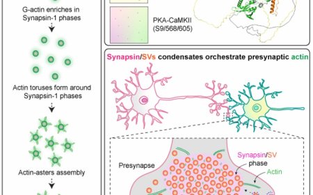 Molecular condensates at the synapse for neurotransmission