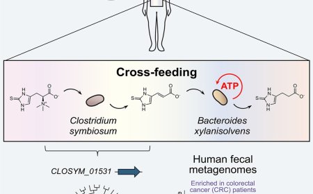 Metabolic cross-feeding by human gut bacteria