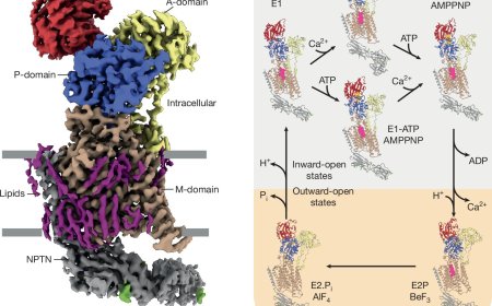 How calcium is transported at a superfast speed by Ca2+-ATPases