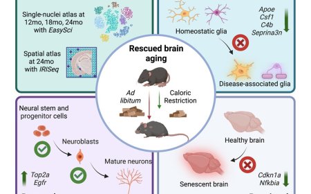 Impact of caloric restriction in the aging mammalian brain
