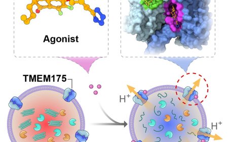Activation of TMEM175 by small molecules to clear α-synuclein aggregates