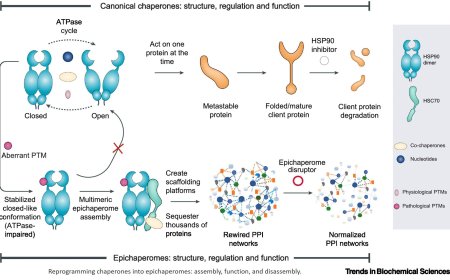 Reprogramming chaperones into epichaperomes by post-translational modifications