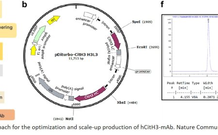 New monoclonal antibody targets deadly sepsis