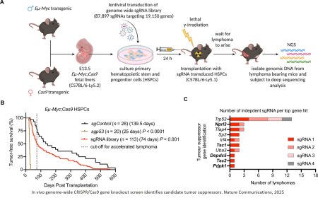 A key gene complex promotes blood cancer growth