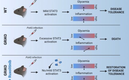 Protecting against lethal malaria-induced hypoglycemia and hyperinflammation