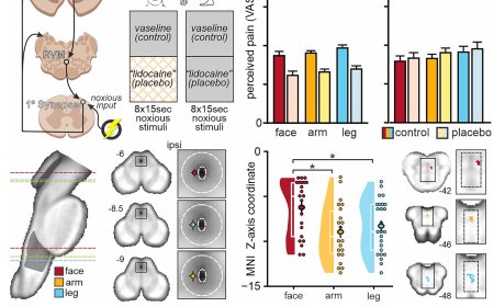 Brain stem pain circuit