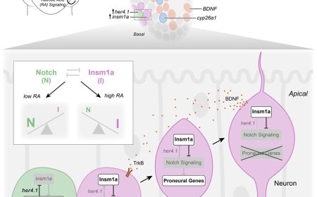 Progenitor neighborhood signaling in neurogenesis