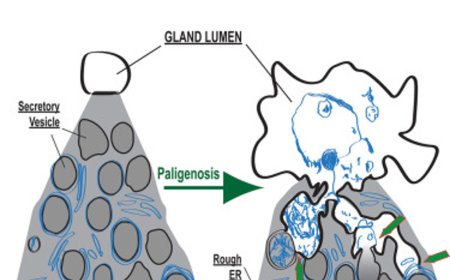 Newly discovered purging process in gastric cells