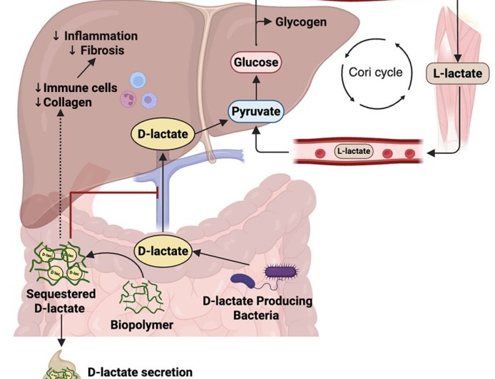 Trapping gut microbiota produced molecule to improve blood sugar levels
