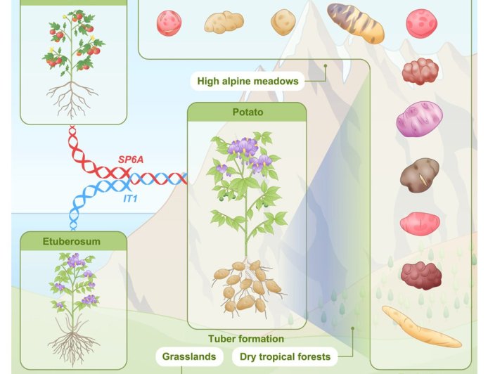 Potato evolved from tomato 9 million years ago