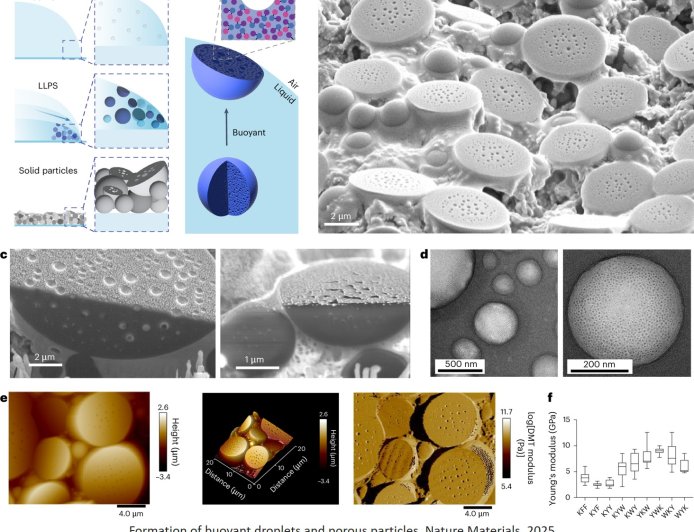 Protecting the biomolecules with simple peptides