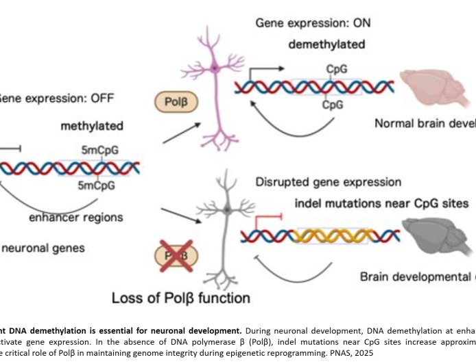 Neurodevelopmental disorders from loss of Polβ in developing neurons