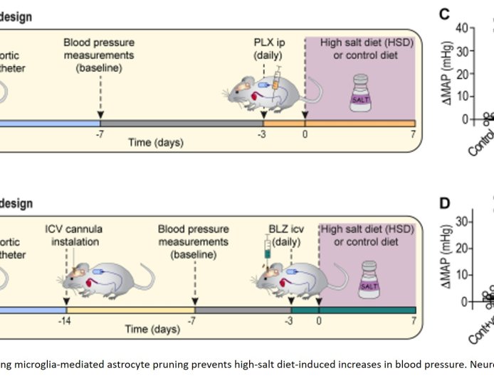 High-salt diet inflames the brain and raises blood pressure