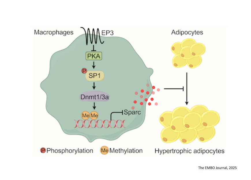 Deletion of EP3 prostaglandin receptor in murine macrophages aggravates diet-induced obesity by suppressing SPARC