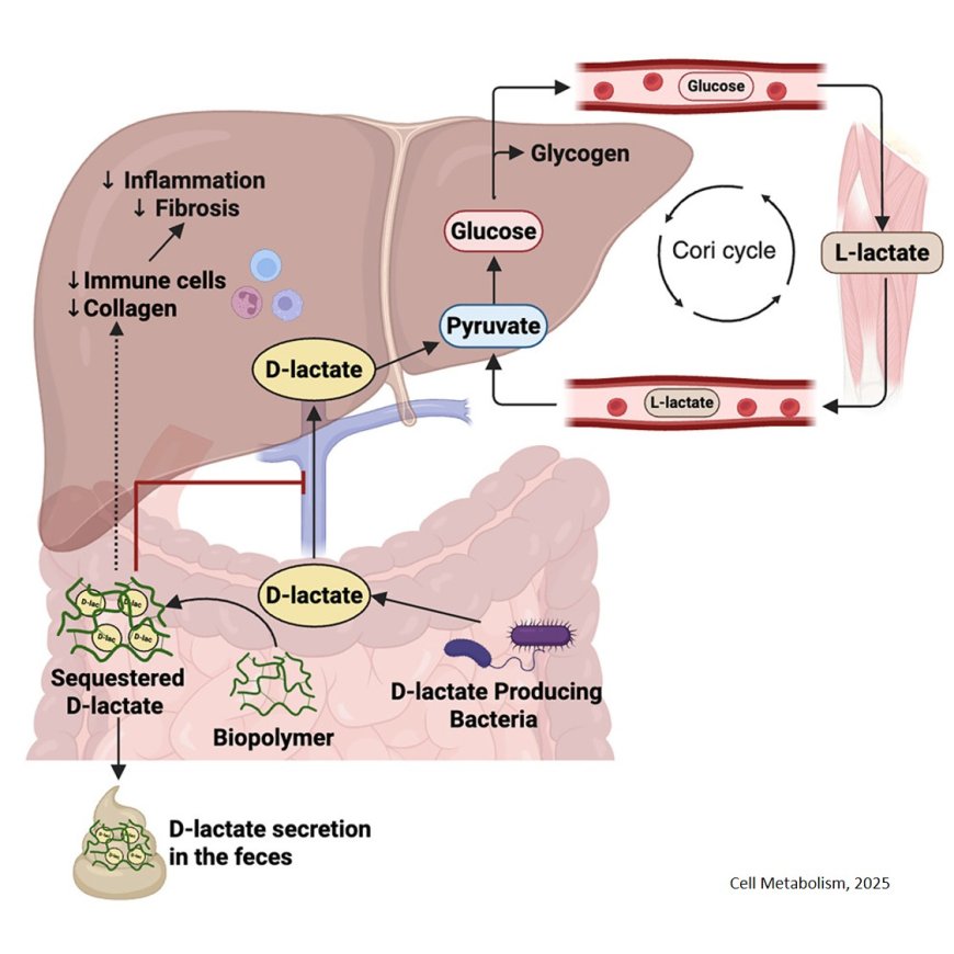 Gut substrate trap of D-lactate from microbiota improves blood glucose and fatty liver disease in obese mice