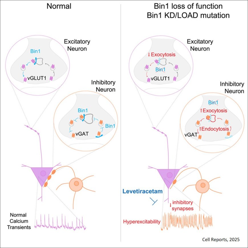 Alzheimer’s genetic risk factor Bin1 controls synapse vesicle exo-endocytosis in inhibitory synapses