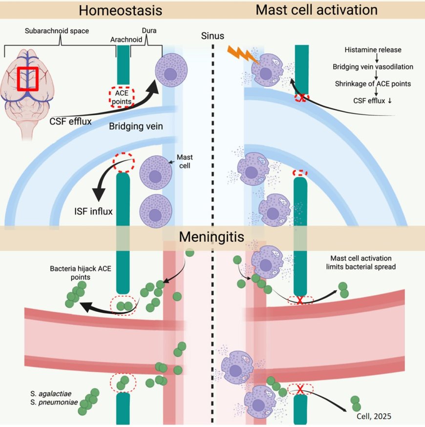 Mast cells regulate the brain-dura interface and CSF dynamics