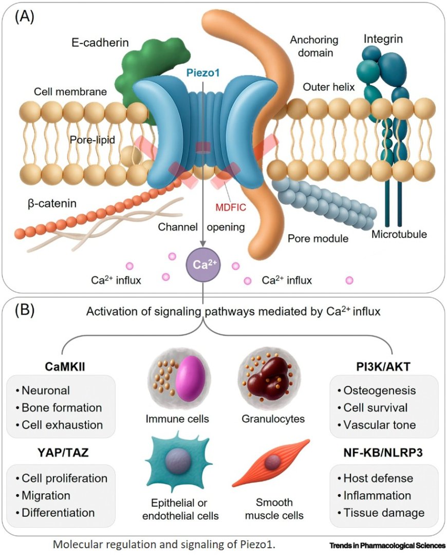 Piezo1: structural pharmacology and mechanotransduction mechanisms