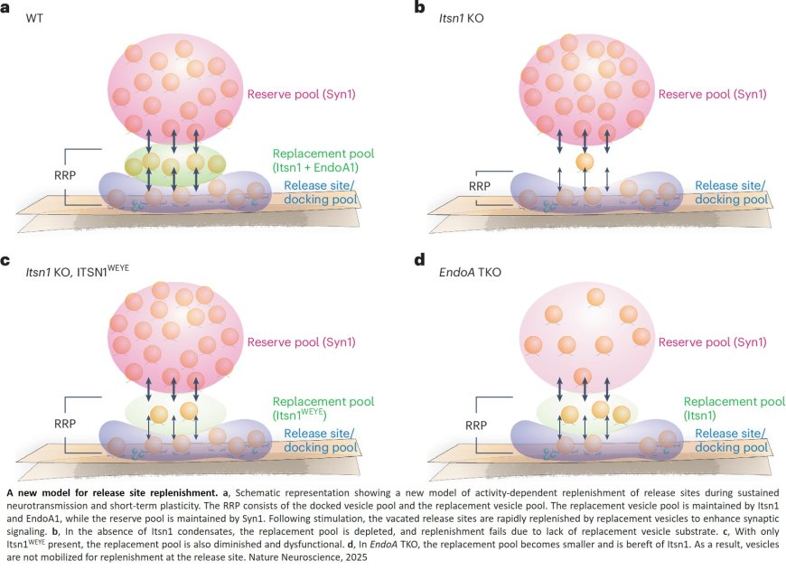 Intersectin and endophilin condensates prime synaptic vesicles for release site replenishment