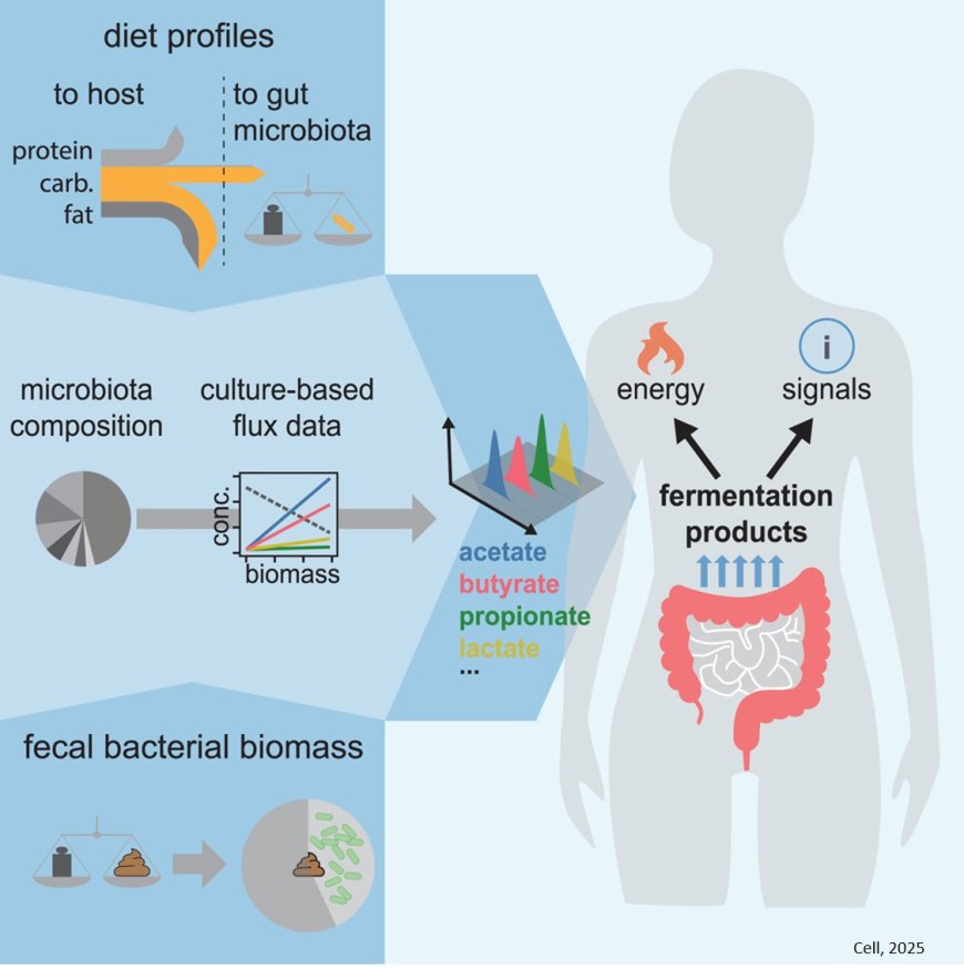 Quantifying the varying harvest of fermentation products from the human gut microbiota