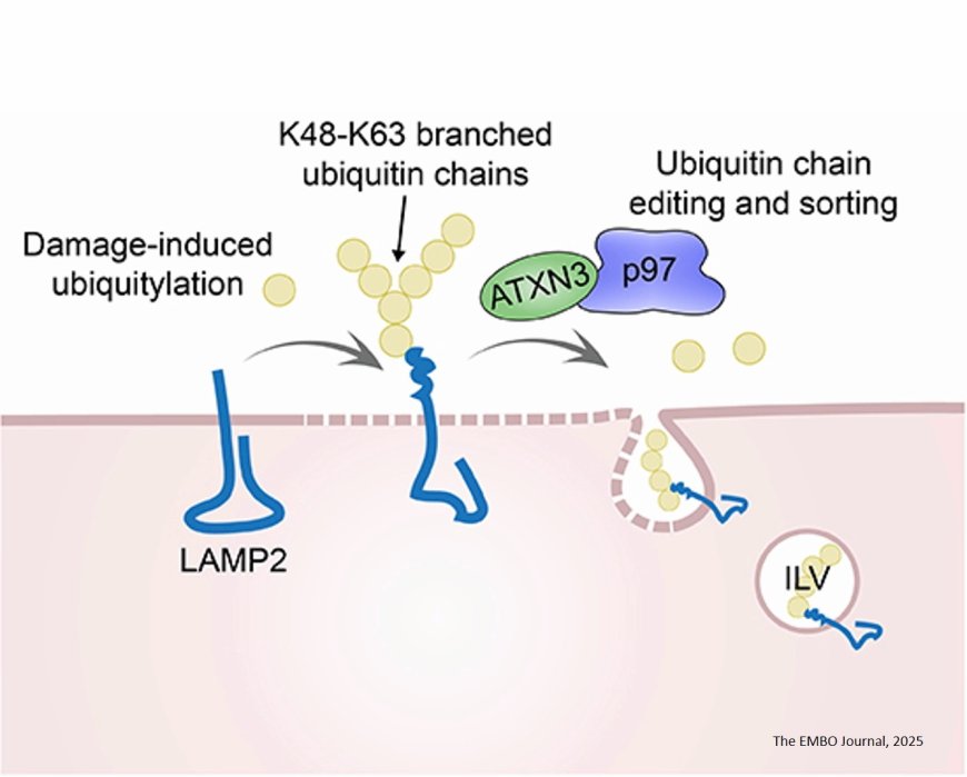 Lysosomal regeneration after damage