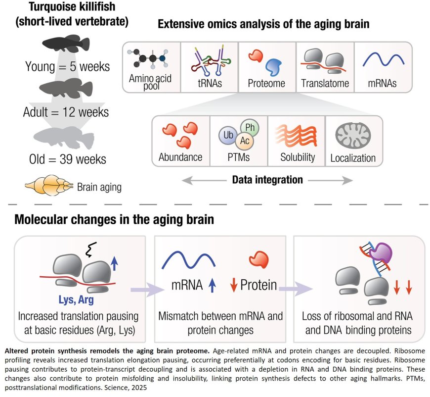 Altered protein translation elongation contributes to brain aging