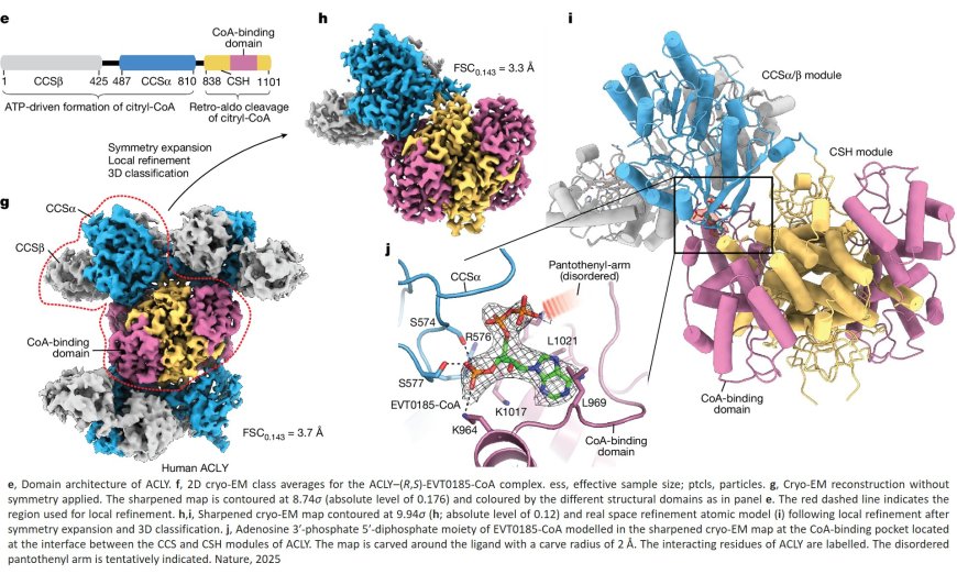 ACLY inhibition promotes tumour immunity and suppresses liver cancer