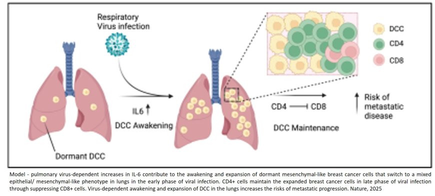 Respiratory viral infections awaken metastatic breast cancer cells in lungs
