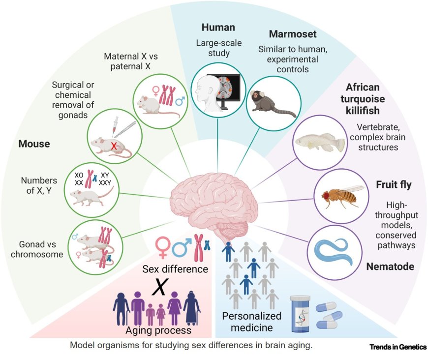 Strategies for studying sex differences in brain aging
