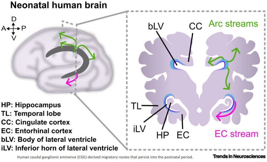 The production and functions of caudal ganglionic eminence-derived inhibitory neurons