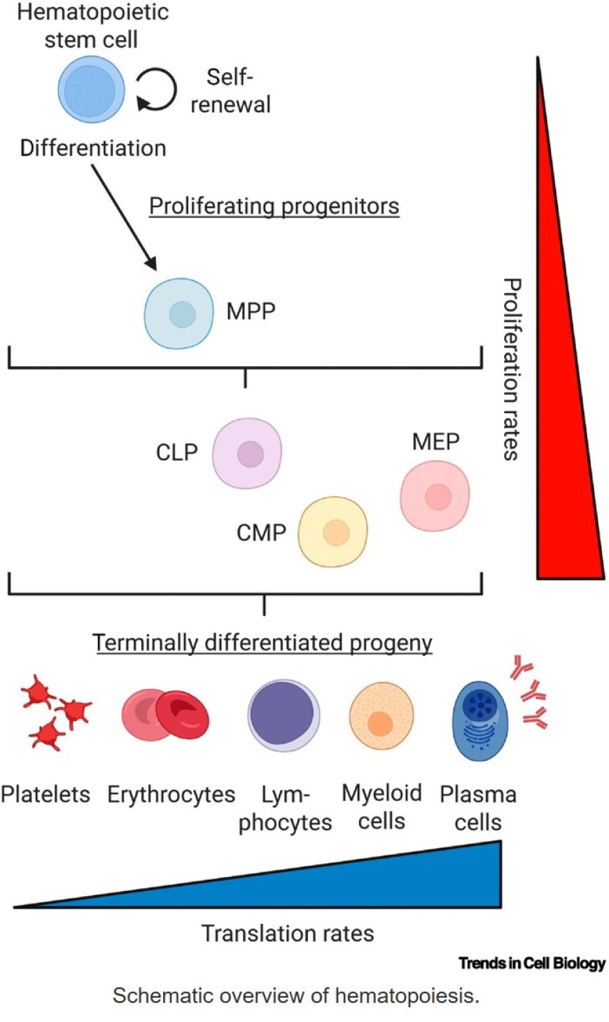 Lessons in longevity from blood stem cells under protein stress