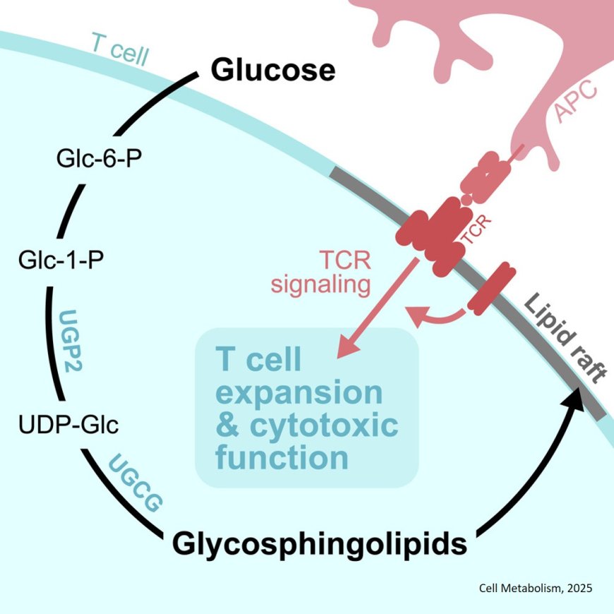 How glucose fuels cancer-fighting immune cells