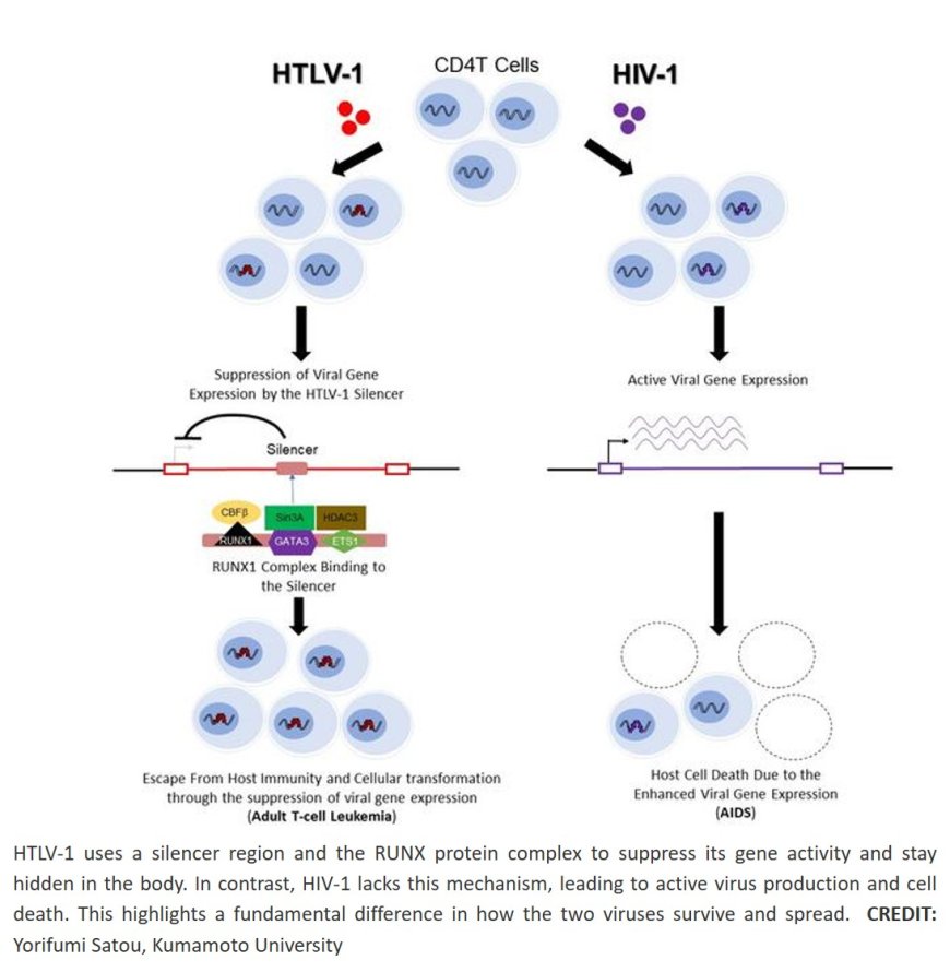 Intragenic viral silencer element regulates HTLV-1 latency via RUNX complex recruitment