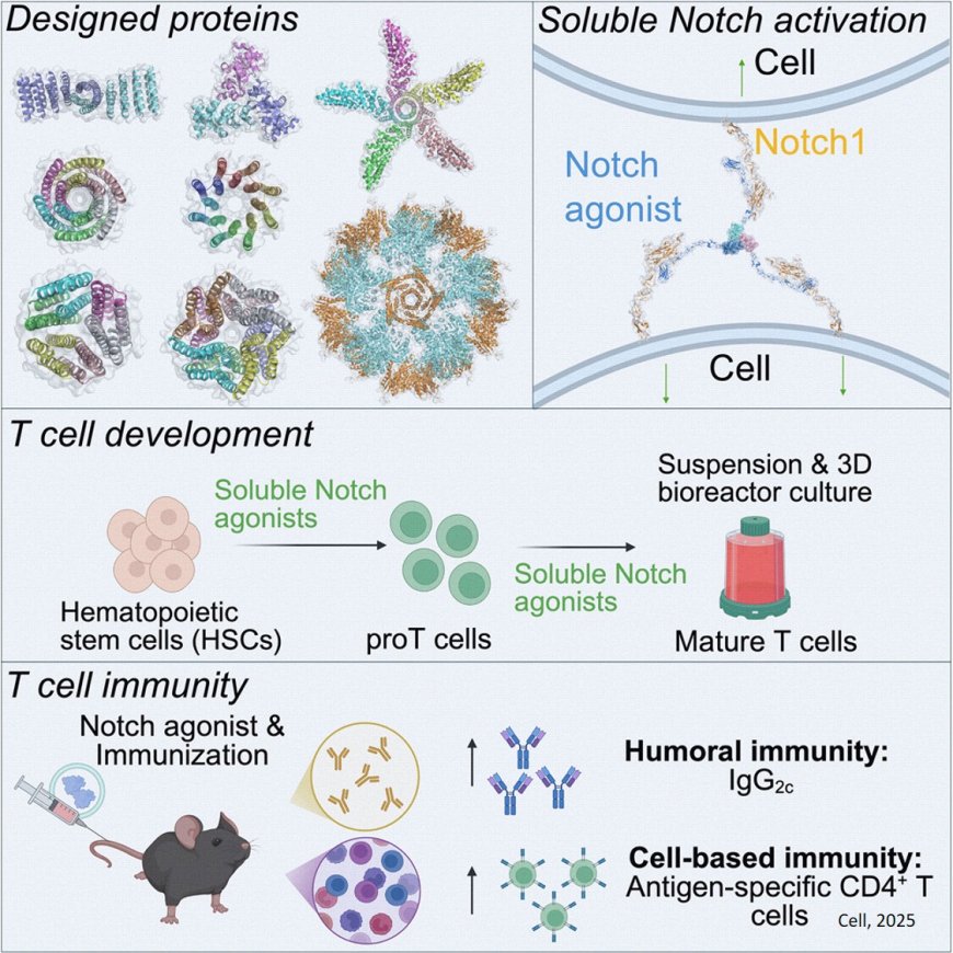 AI-powered notch ligand design to enhance T-cell based immunotherapies