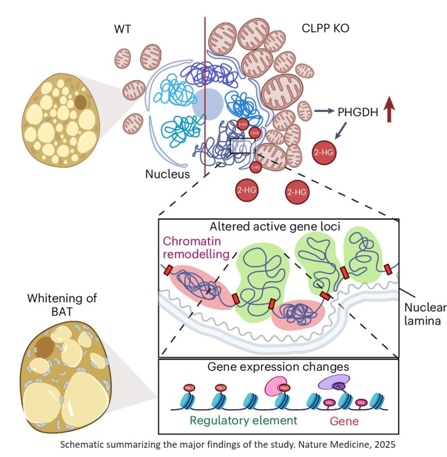 2-hydroxyglutarate mediates whitening of brown adipocytes coupled to nuclear softening upon mitochondrial dysfunction