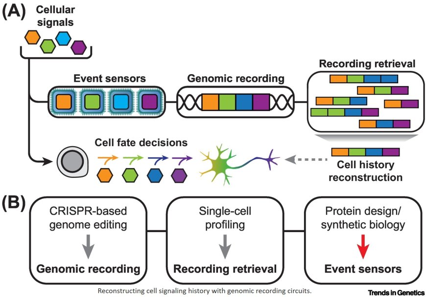 Molecular circuits for genomic recording of cellular events