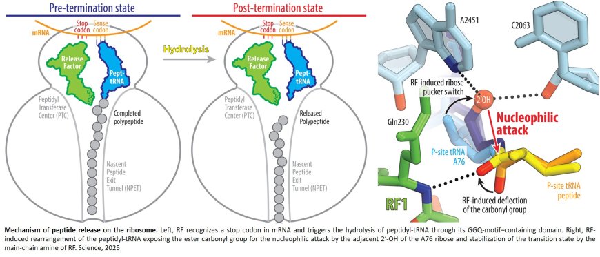 Preventing premature protein release