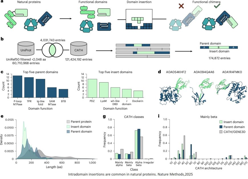 Rational engineering of allosteric protein switches by in silico prediction of domain insertion sites
