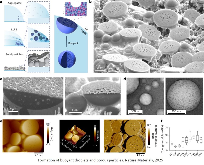 Adaptive peptide dispersions enable drying-induced biomolecule encapsulation