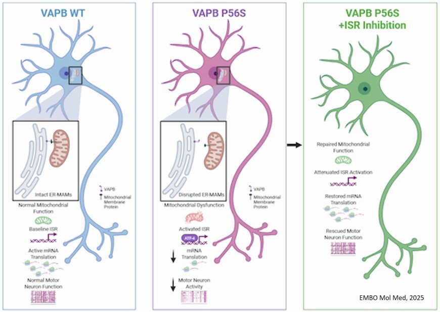 Convergent activation of the integrated stress response and ER–mitochondria uncoupling in VAPB-associated ALS