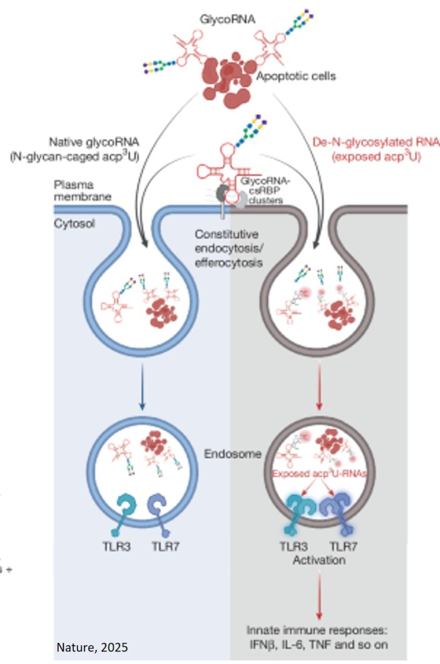 Sugar coatings of RNA help in immune evasion