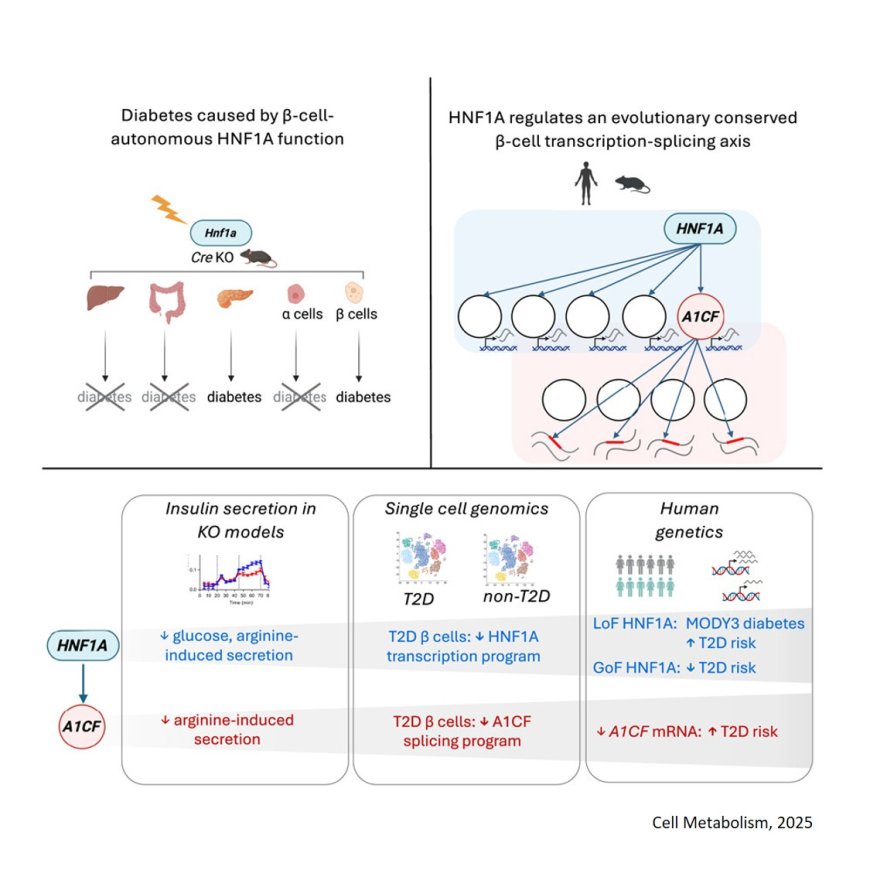 HNF1A and A1CF coordinate a beta cell transcription-splicing axis that is disrupted in type 2 diabetes