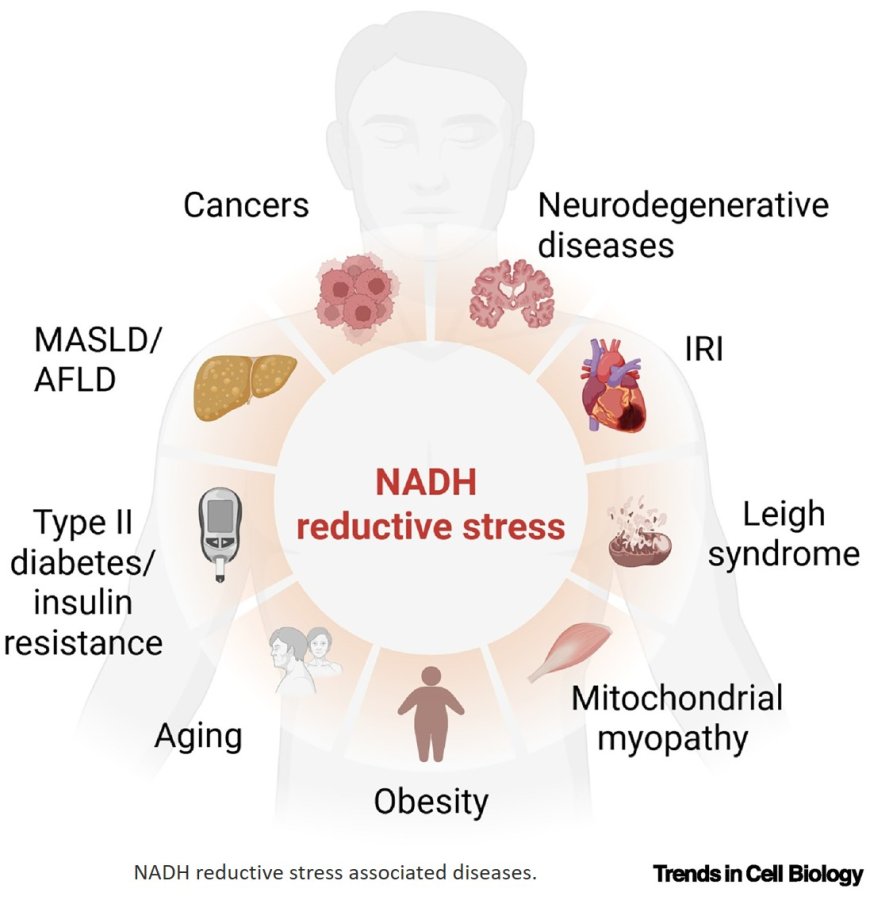 NADH reductive stress drives metabolic reprogramming