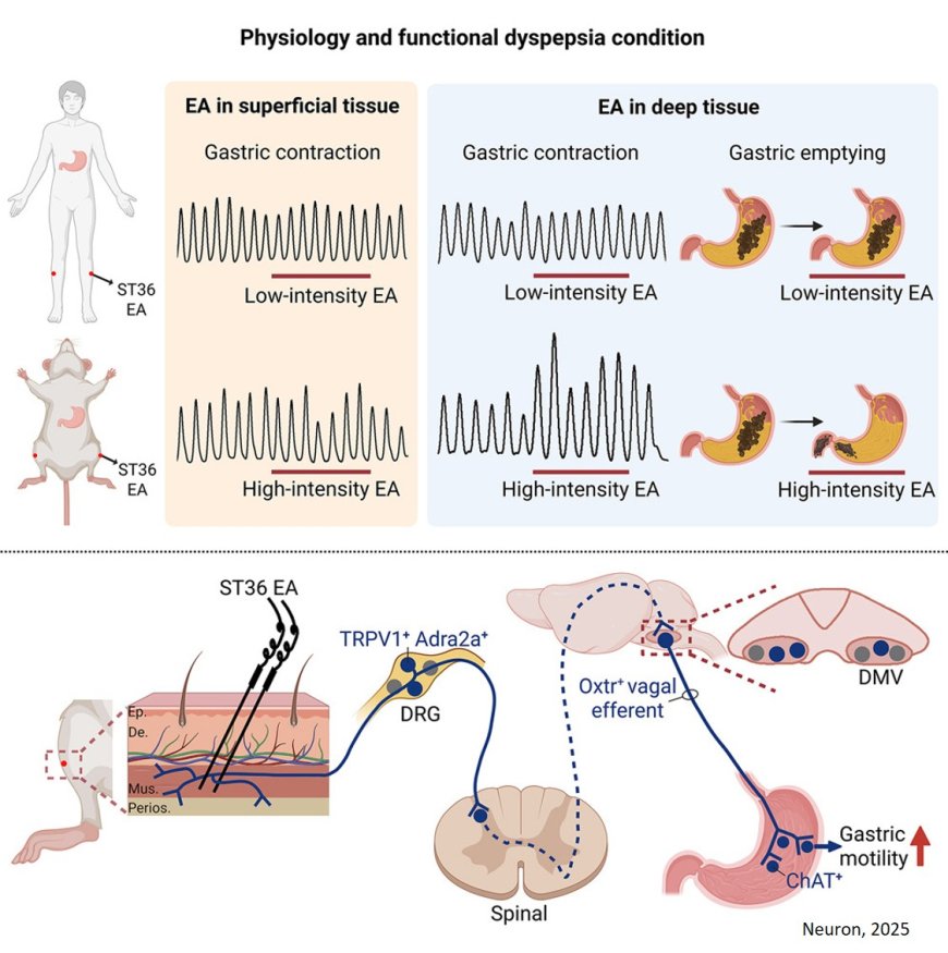 Neuroanatomical organization of electroacupuncture in modulating gastric function in mice and humans