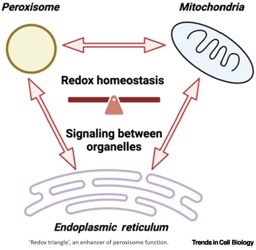 Peroxisomes are underappreciated organelles hijacked by viruses